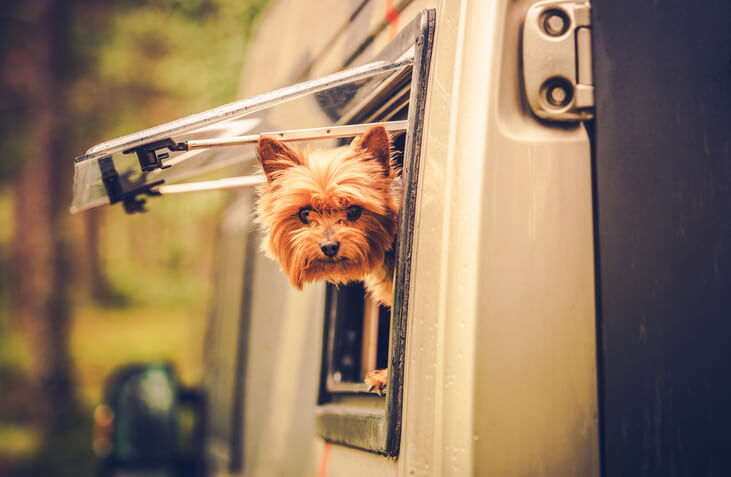 tips for rving with pets